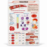 Human Blood Chart